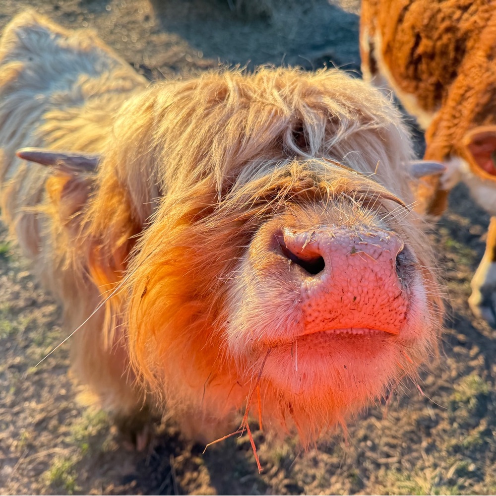 Authentic Highland Bull Hair-Loc from Fergus of A&N Farm-Natural Rustic